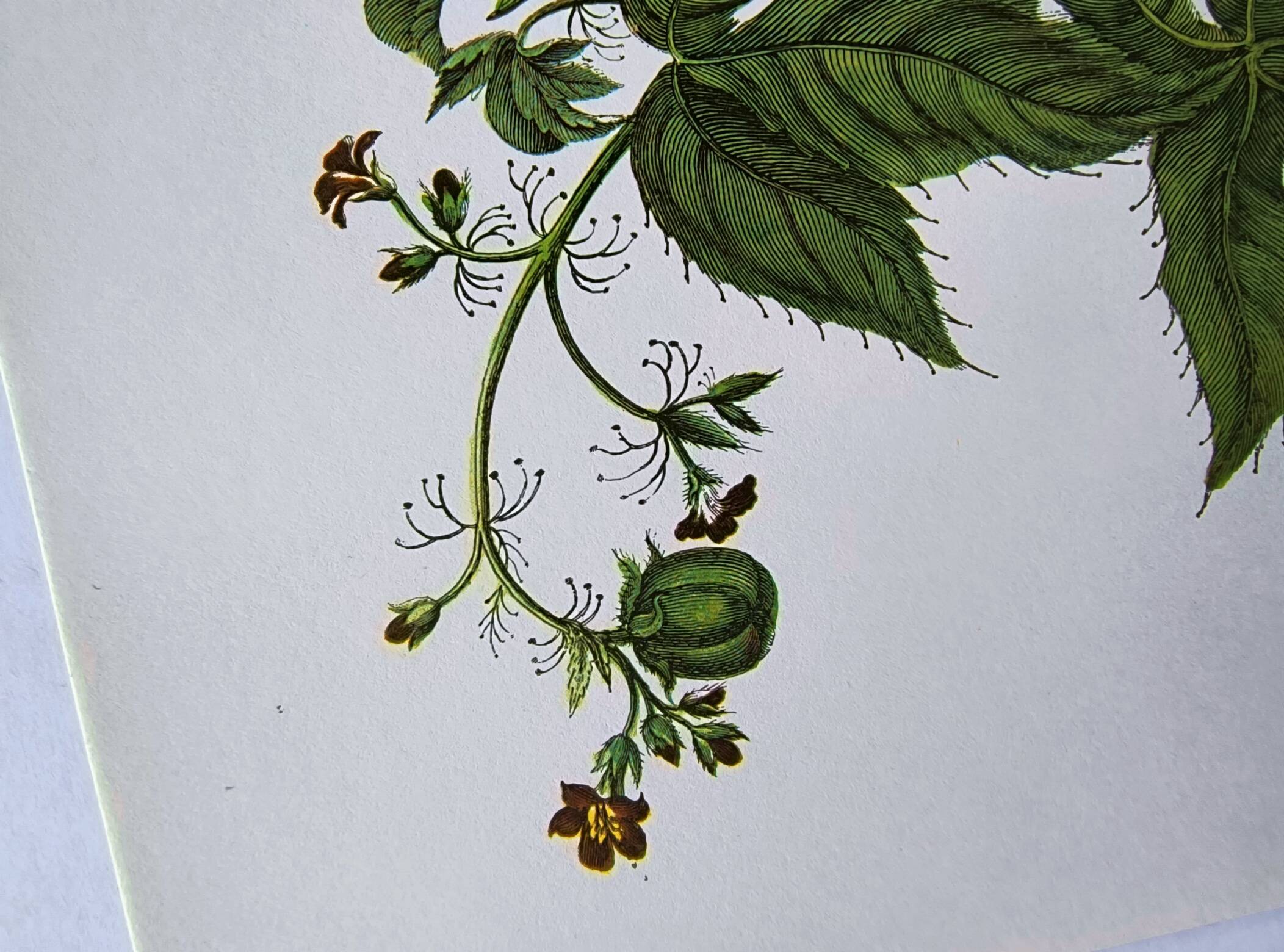 Vintage Illustration - Tropical Sphinx and Exotic Plant - by Merian