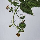 Vintage Illustration - Tropical Sphinx and Exotic Plant - by Merian