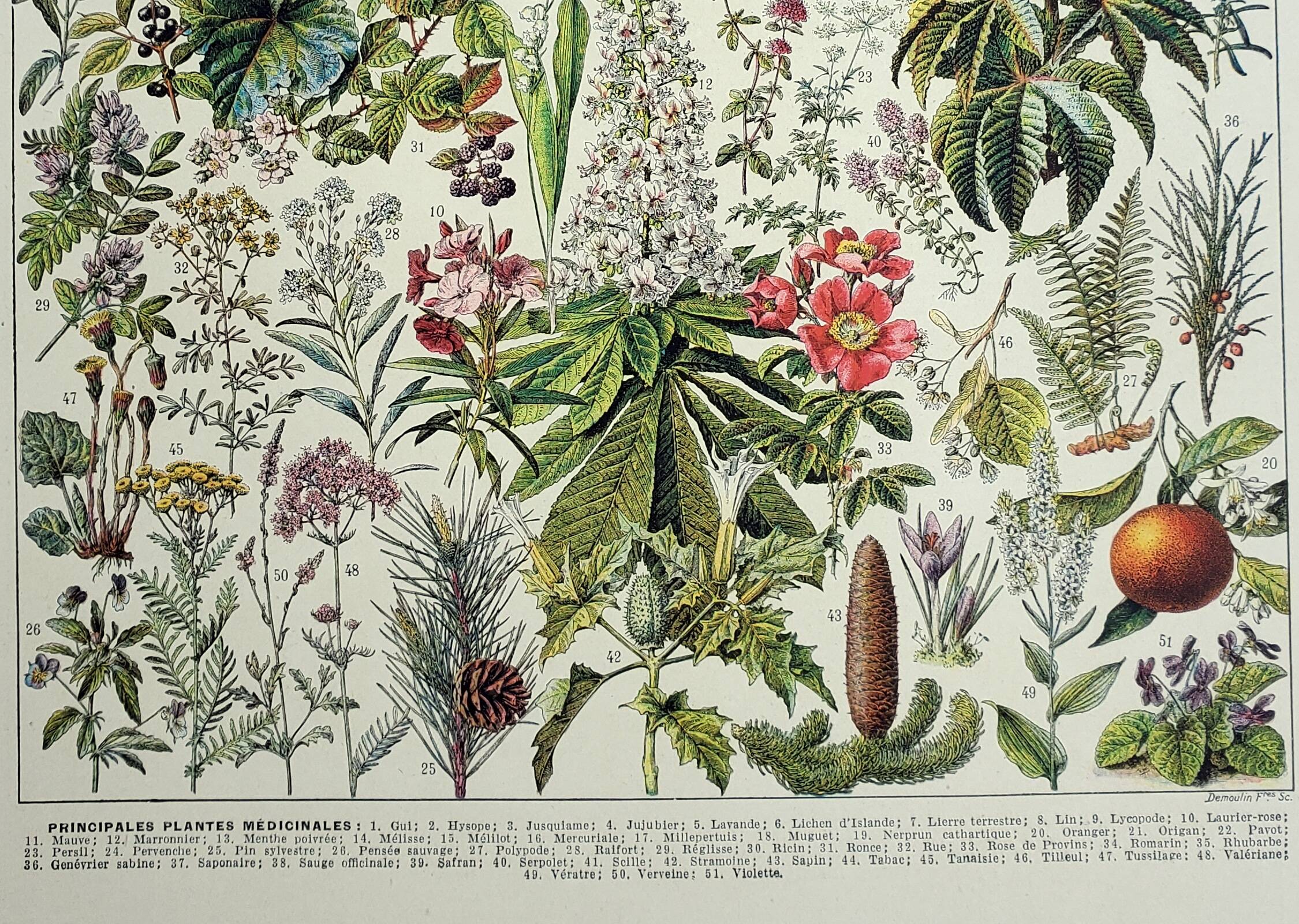 Antique engraving 1928, Medicinal plants 2, herbalism • Lithograph, original illustration