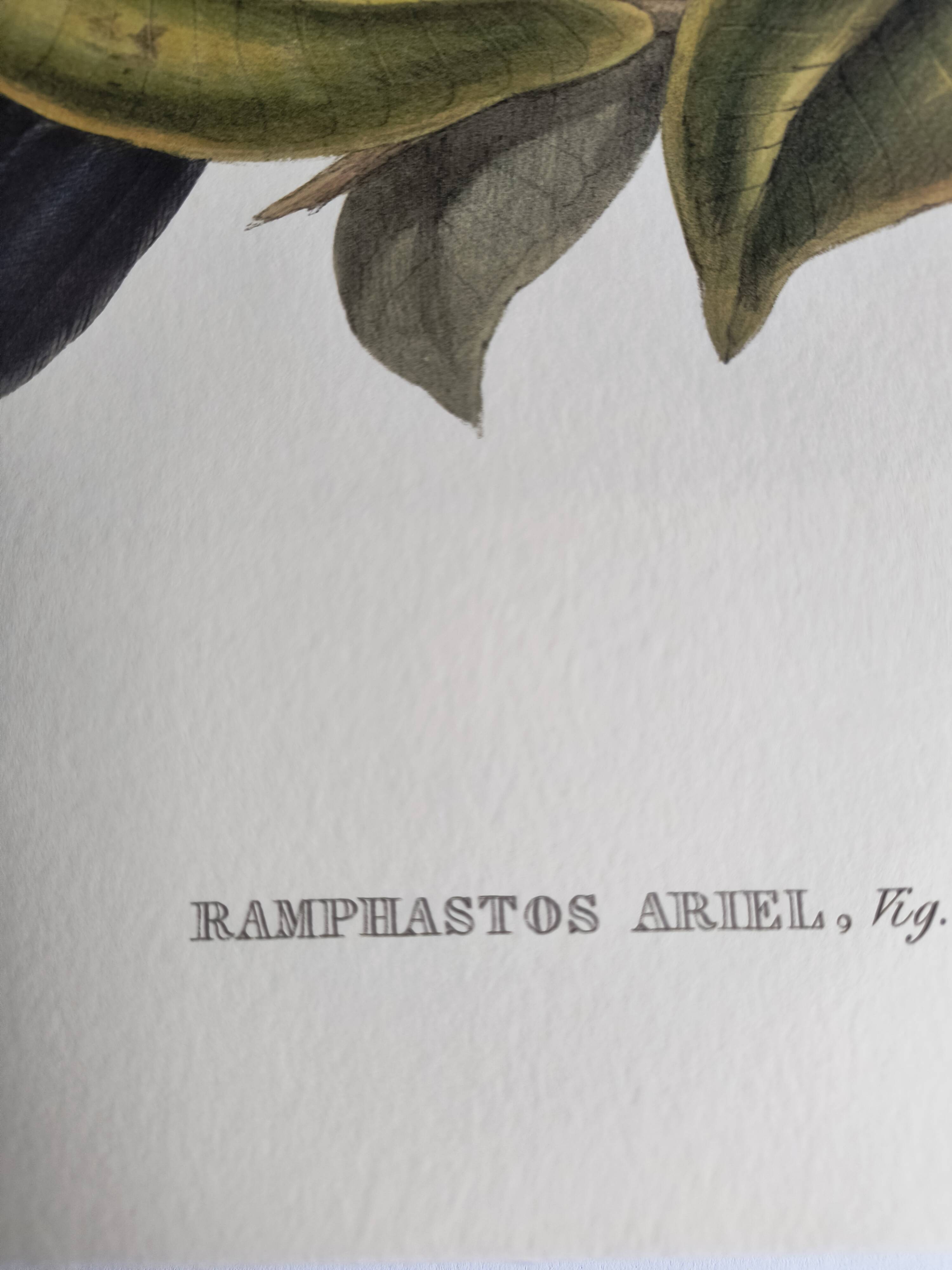 Vintage illustration - Ariel the Toucan - by J. Gould - Nature bird print