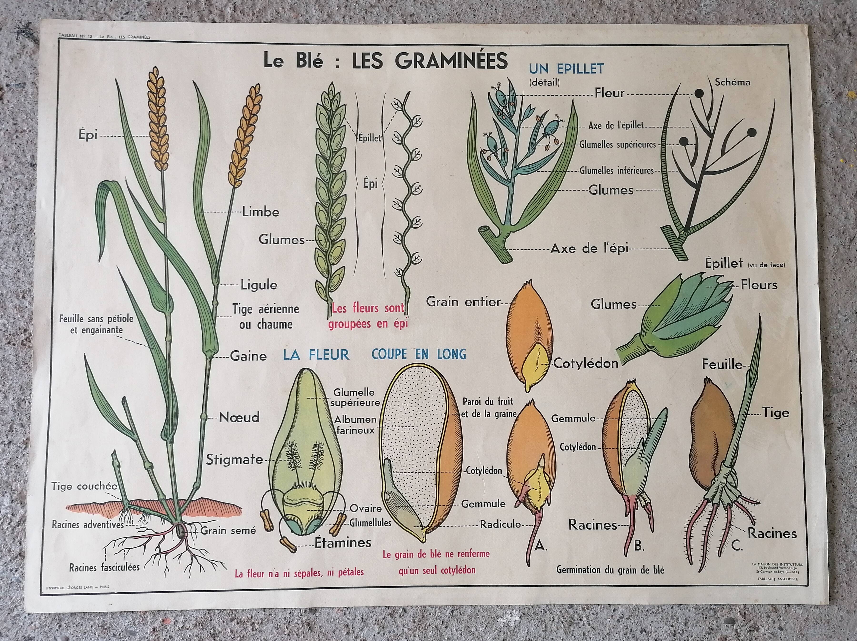 Old MDI school poster: Plants without flowers & Wheat, grasses.