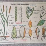 Old MDI school poster: Plants without flowers & Wheat, grasses.