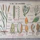 Old MDI school poster: Plants without flowers & Wheat, grasses.