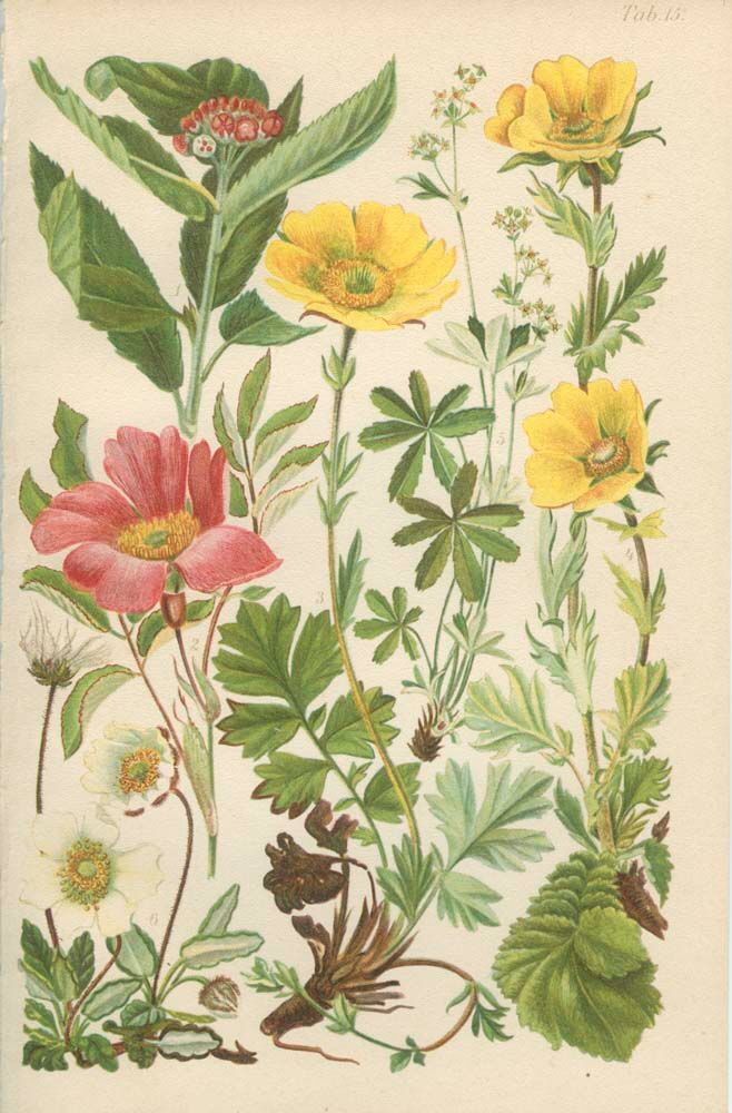 Botanical plate 1906: Sorbus, rosa alpina, geum, alchimilla, mountain benedict