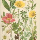 Botanical plate 1906: Sorbus, rosa alpina, geum, alchimilla, mountain benedict