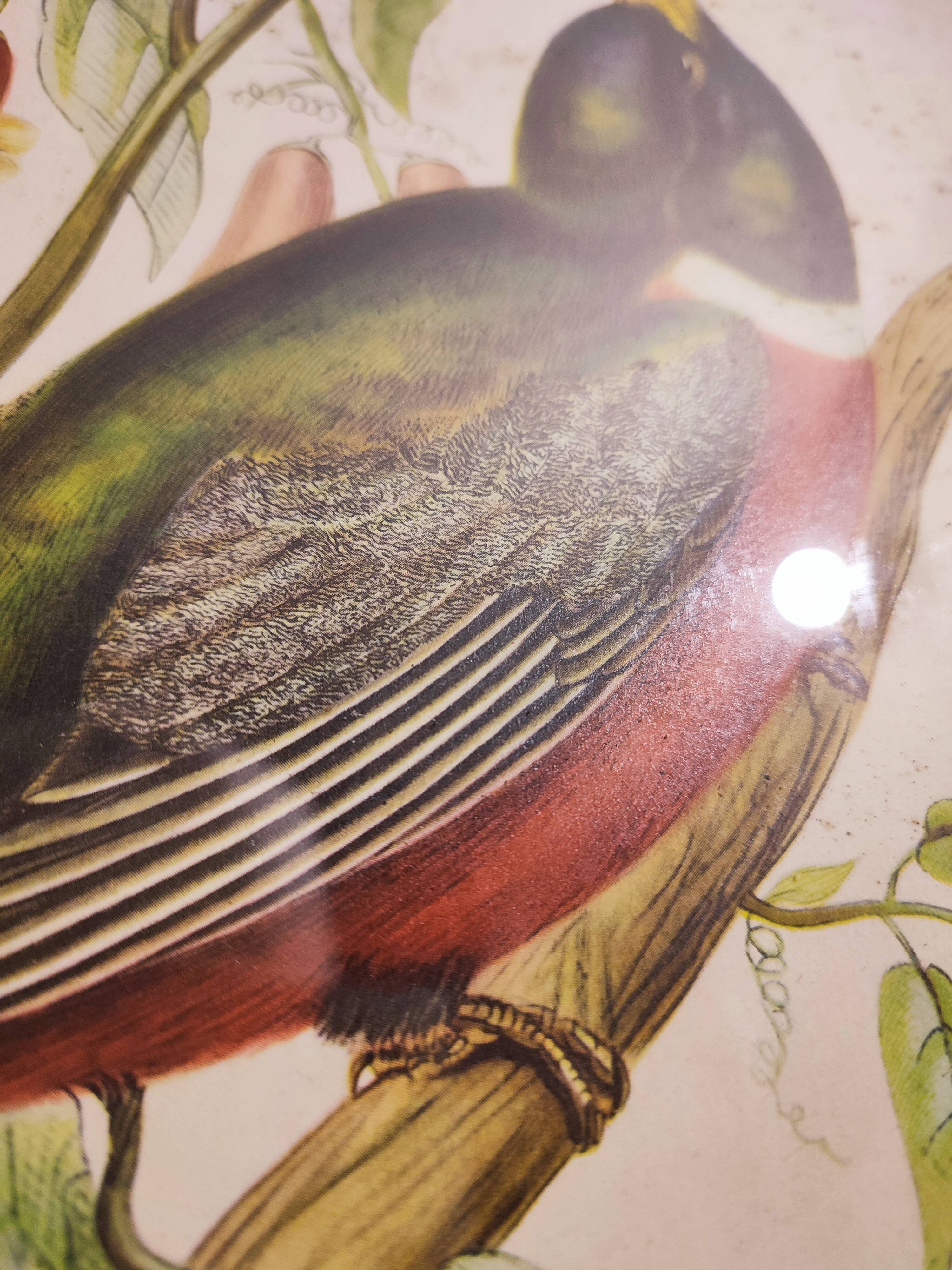 Gould lithograph enhanced hand Trogon ambiguus