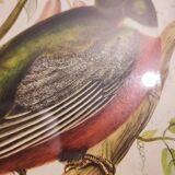 Gould lithograph enhanced hand Trogon ambiguus