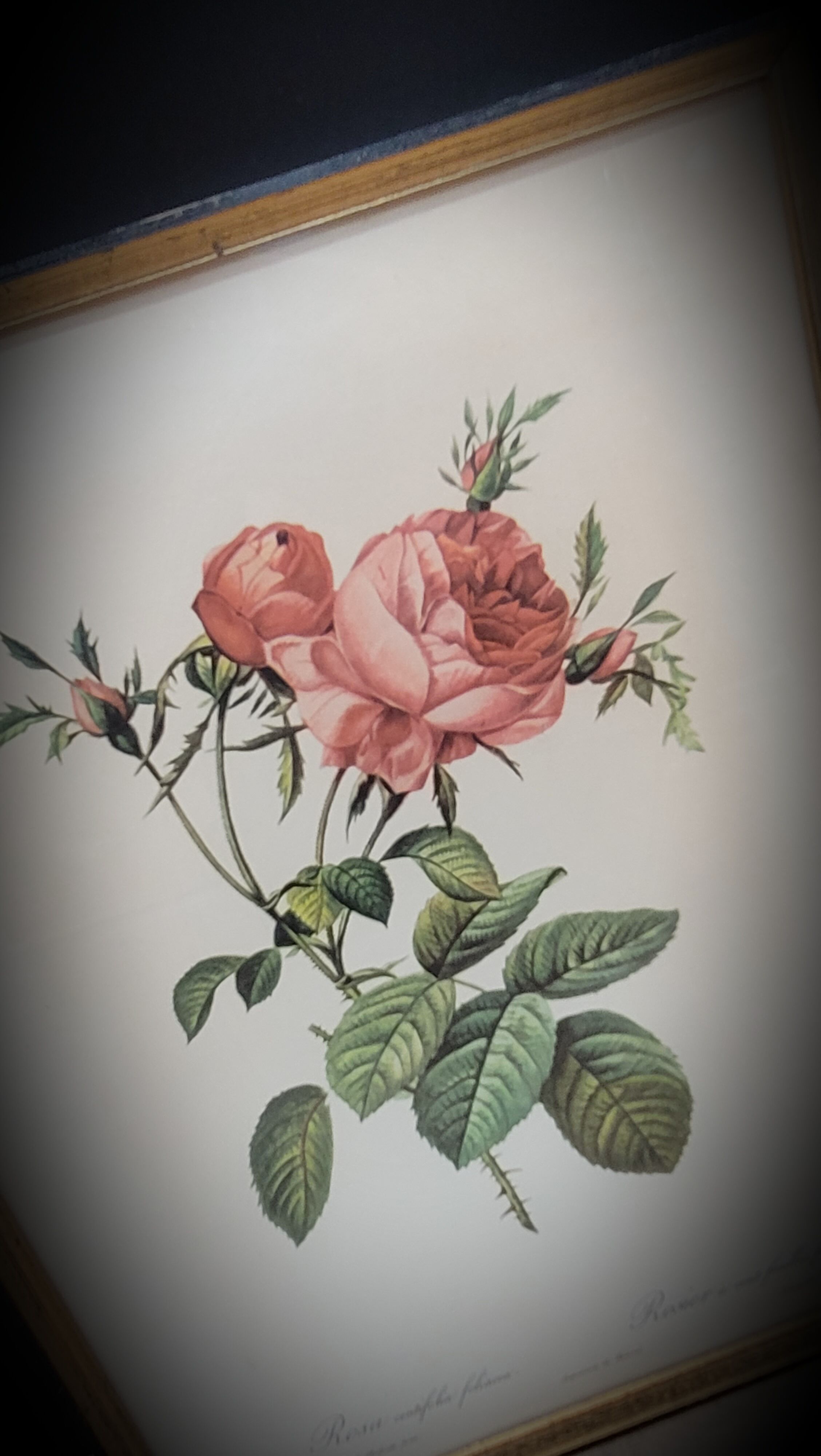 Litho Rose one hundred leafy leaves
