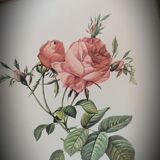 Litho Rose one hundred leafy leaves