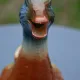 St Clément barbotine duck jug