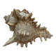 Shellfish