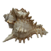 Coquillage