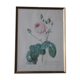 Framed engraving by PJ Redouté