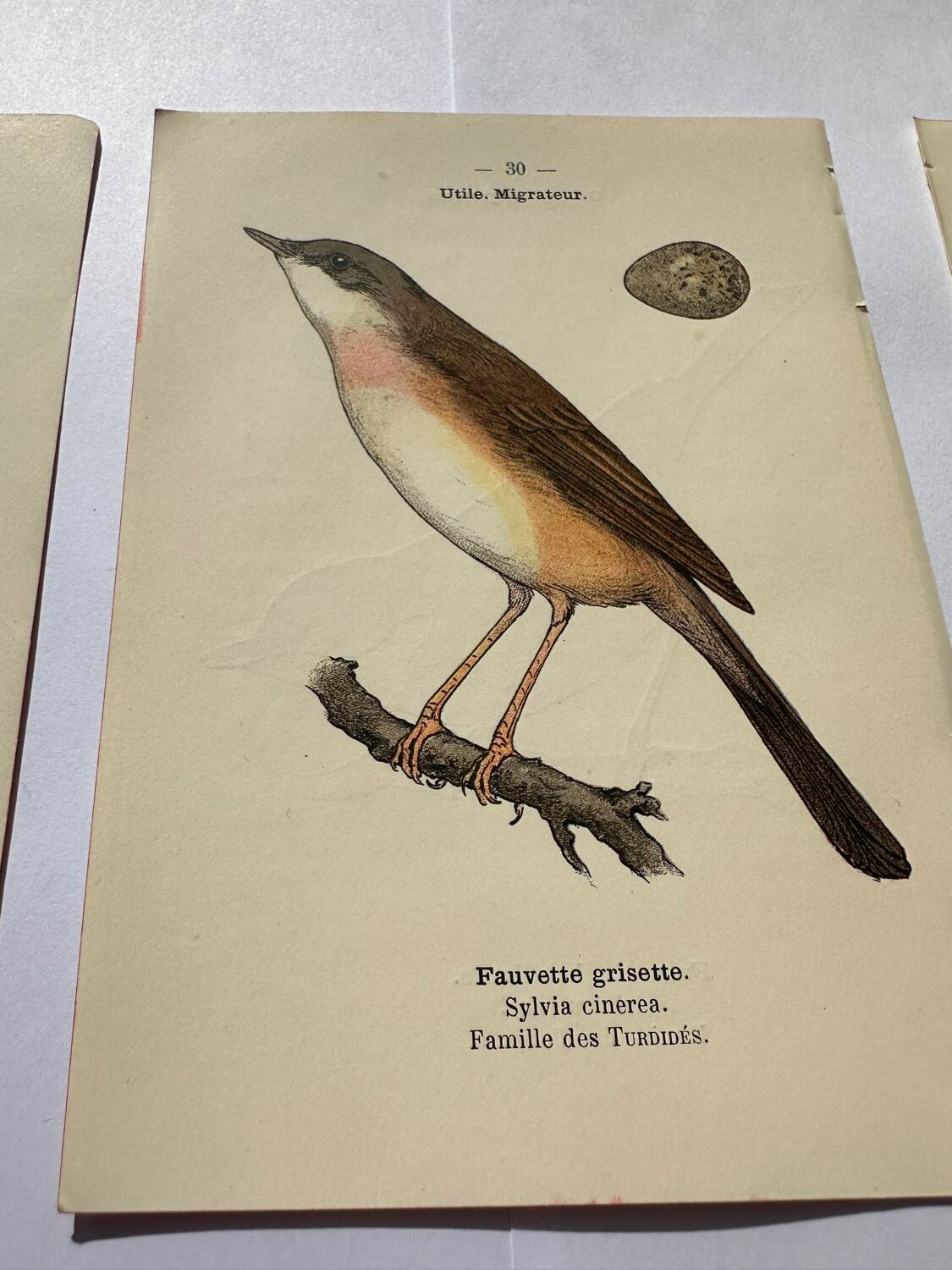 Lot 3 Botanical engravings birds double-sided naturalist board Etching