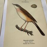 Lot 3 Botanical engravings birds double-sided naturalist board Etching