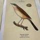 Lot 3 Botanical engravings birds double-sided naturalist board Etching