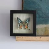 Frame 1 vintage naturalized butterfly