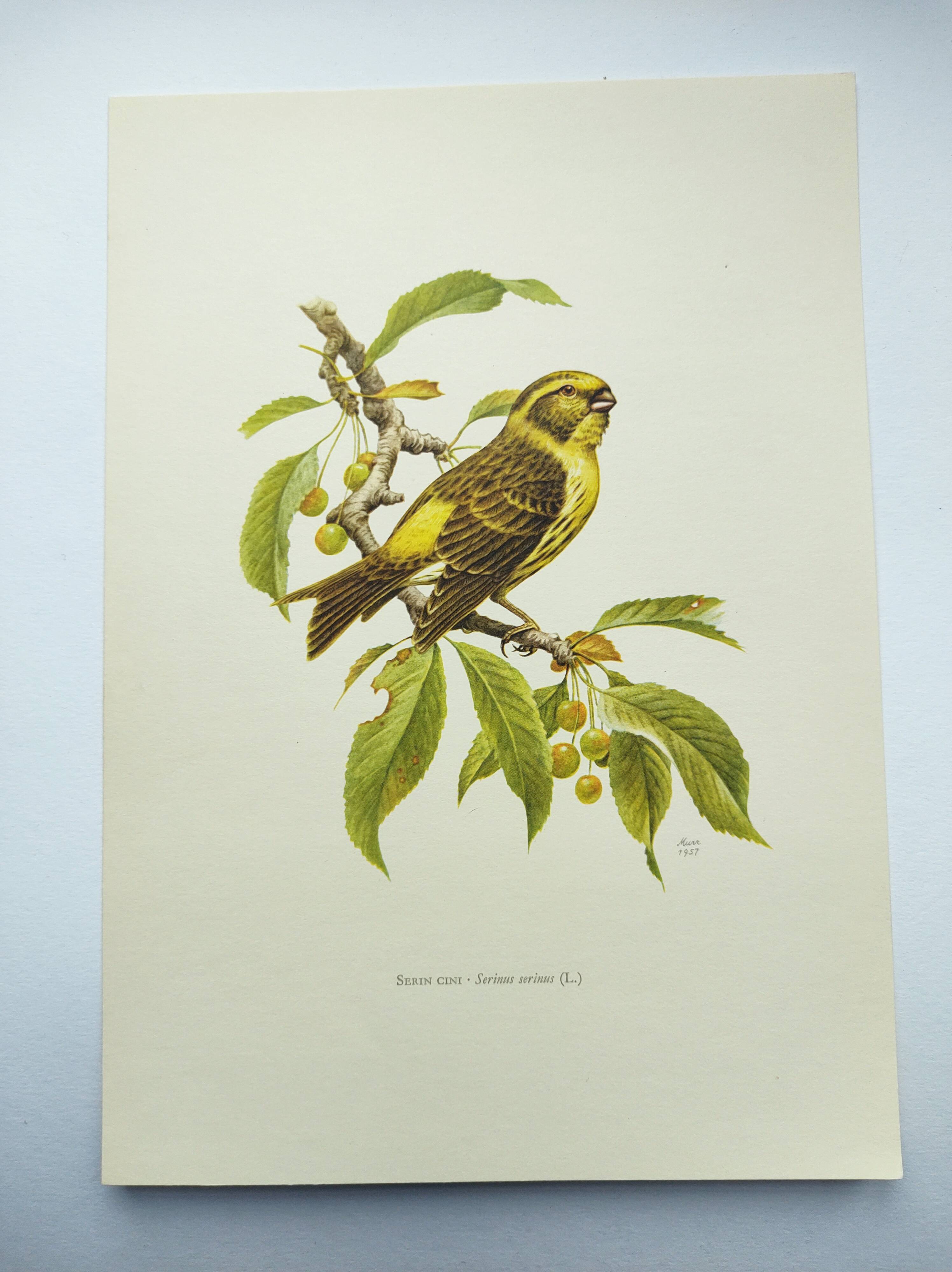 Bird board 1960s - Serin Cini - Vintage zoological and ornithological illustration