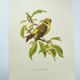 Bird board 1960s - Serin Cini - Vintage zoological and ornithological illustration