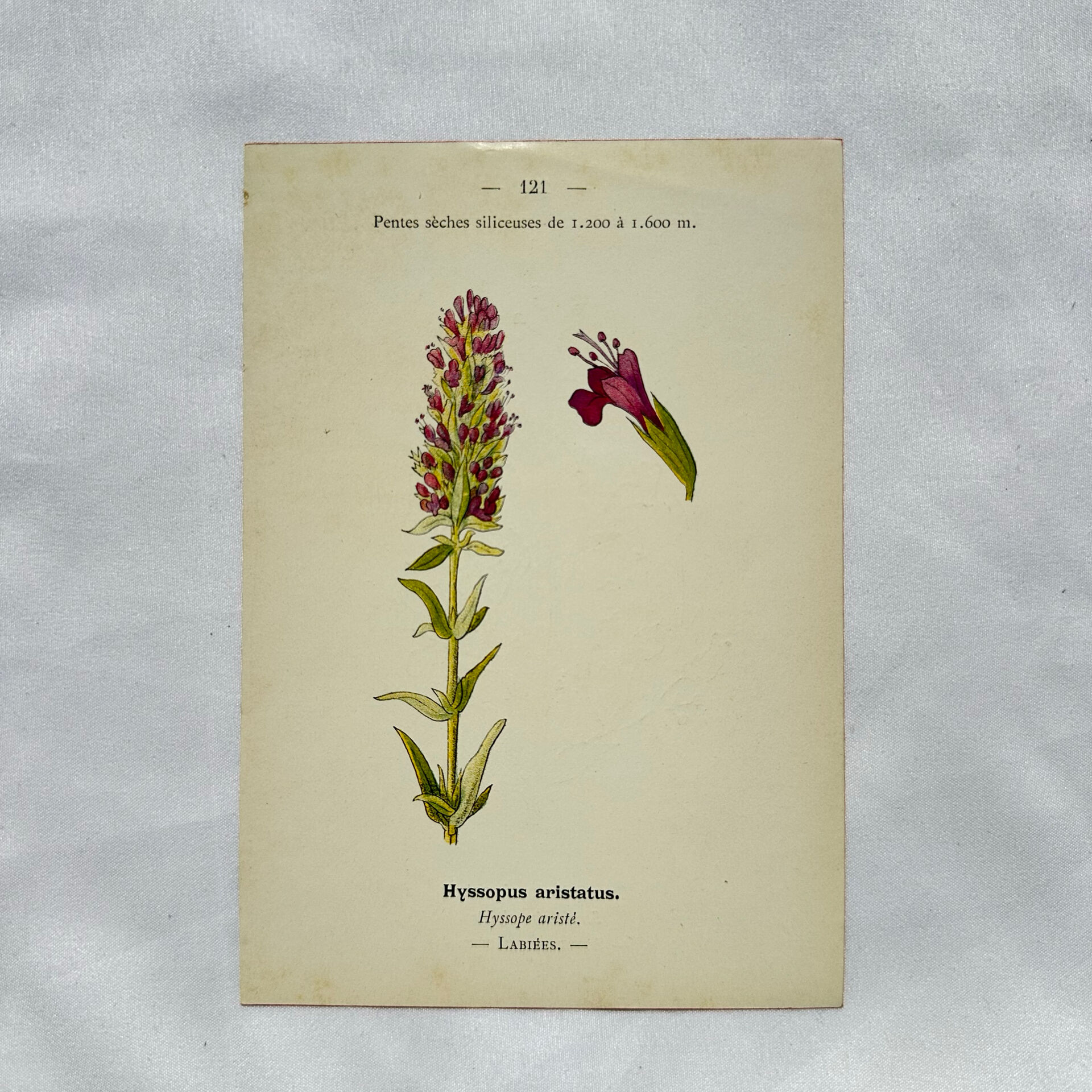 19th-century botanical engraving, double-sided, hand-coloured, naturalist work.
