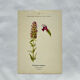 19th-century botanical engraving, double-sided, hand-coloured, naturalist work.