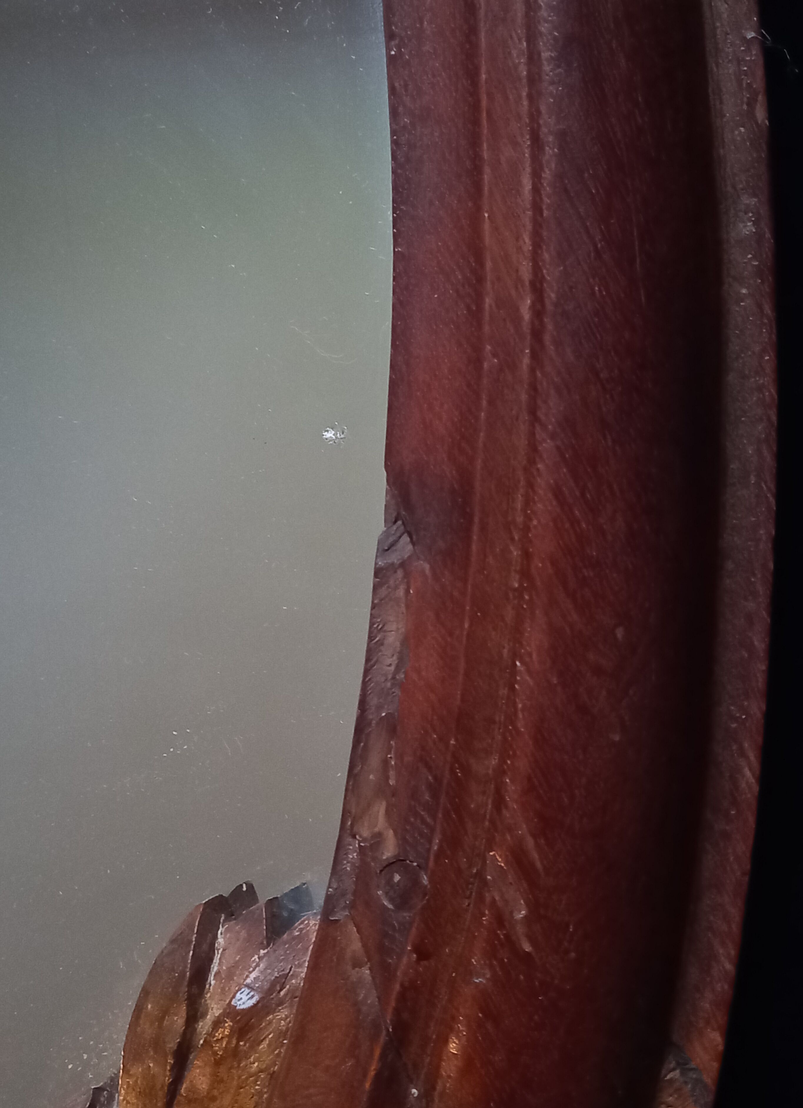 Mirror carved in oak with golden laurel leaves - early 19th century