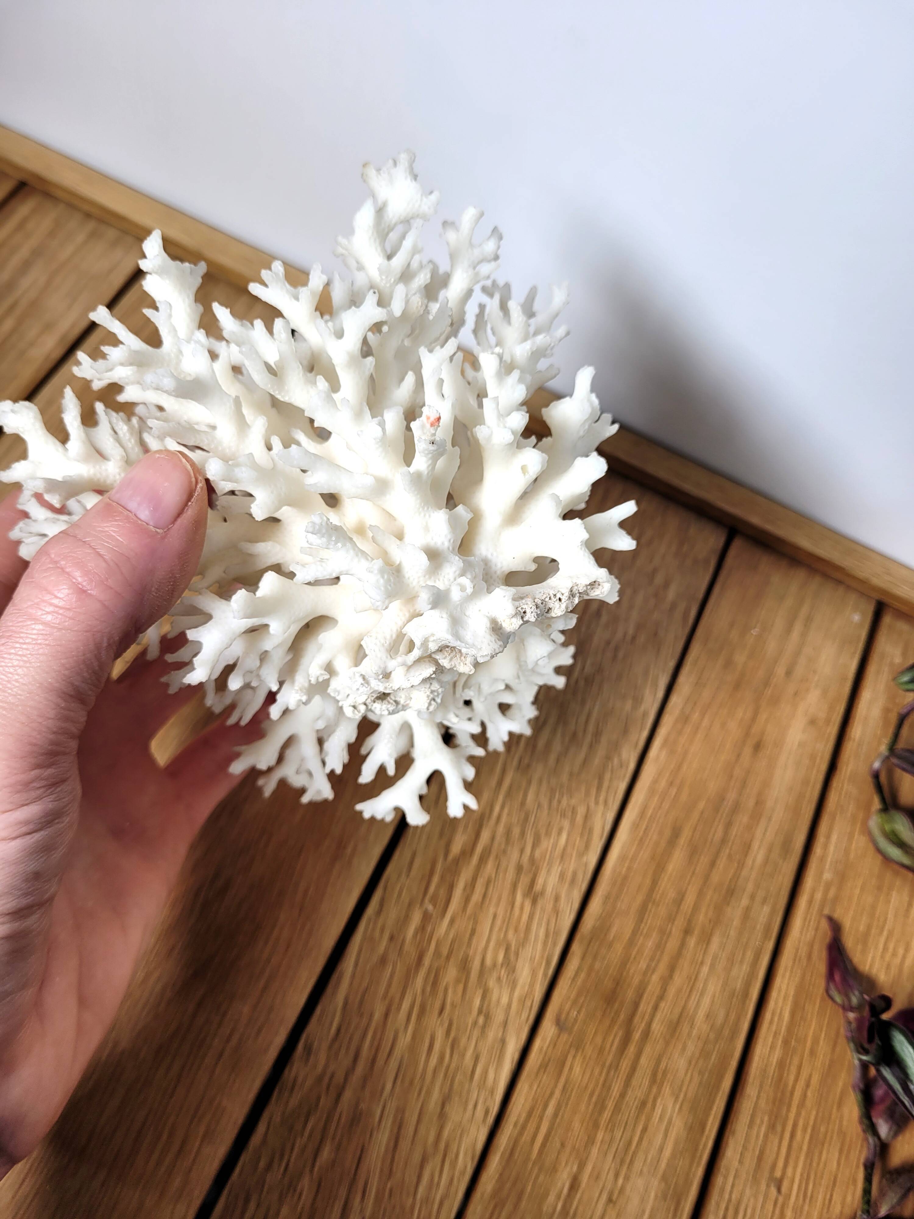 White coral shell