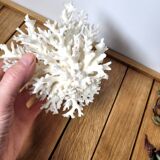 White coral shell