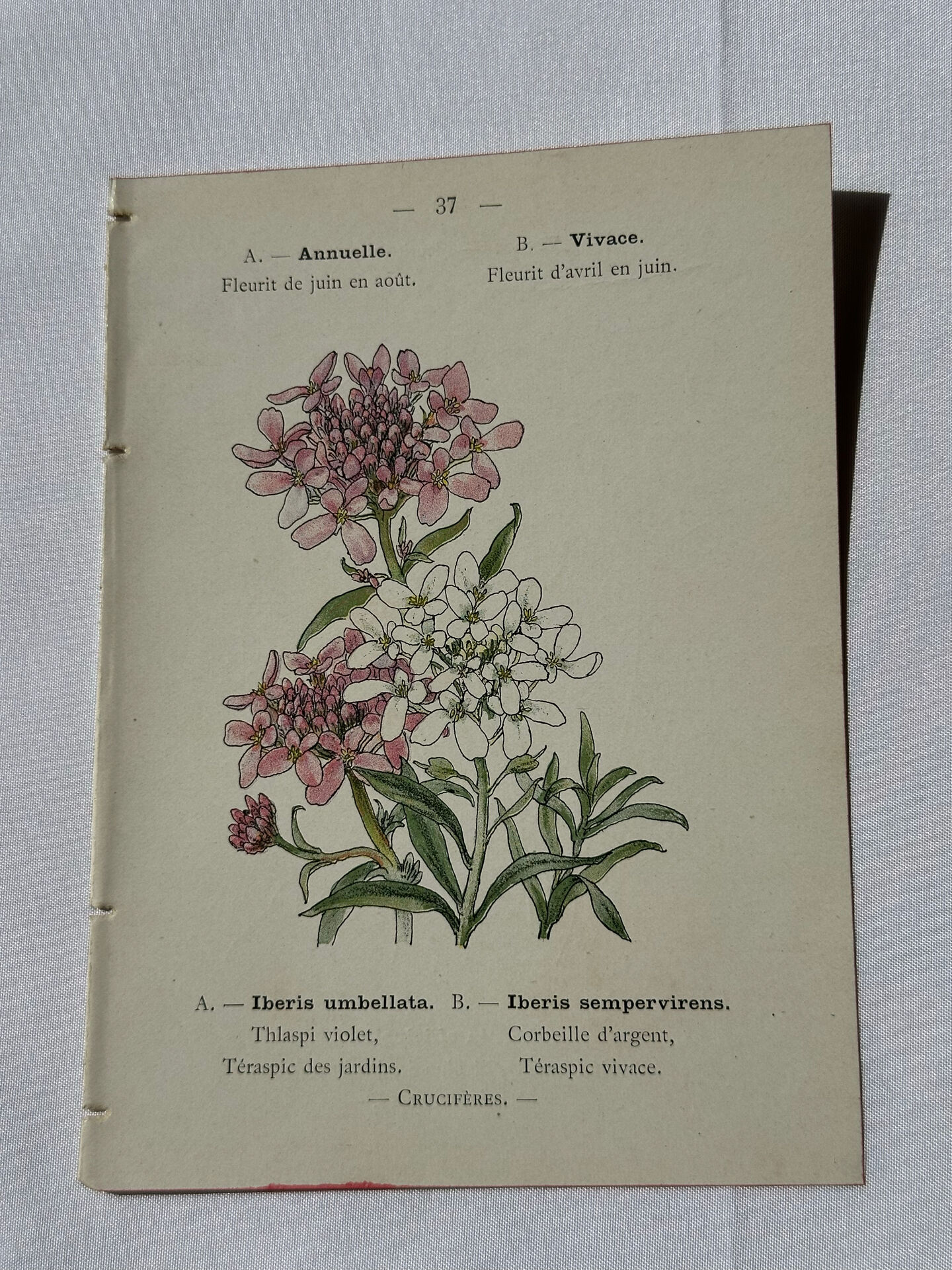 Botanical plate engraving flower France double-sided 19th century