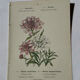 Botanical plate engraving flower France double-sided 19th century
