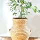 Braided wicker jar