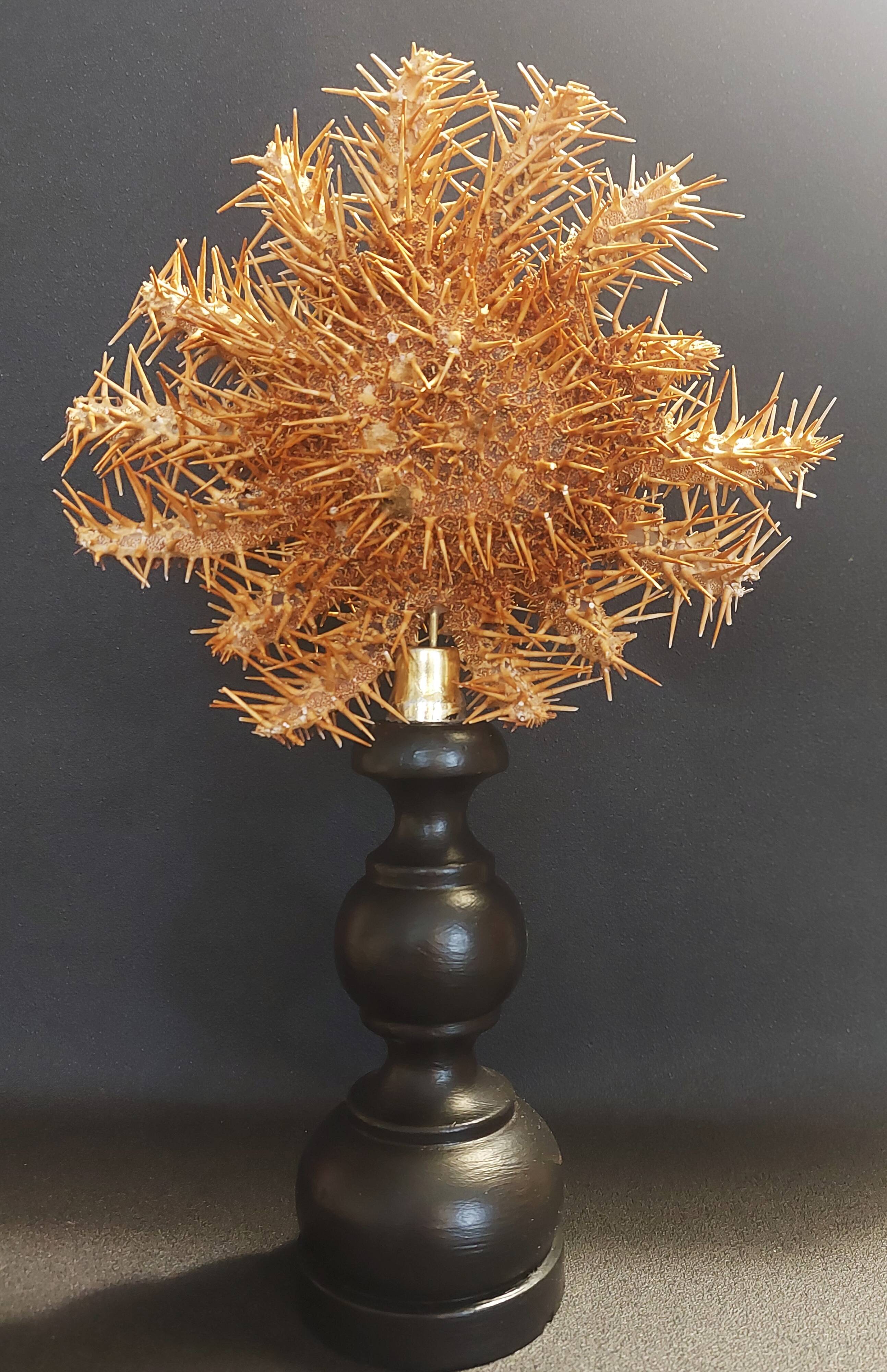 Cabinet of Curiosities starfish acanthaster planci on a base