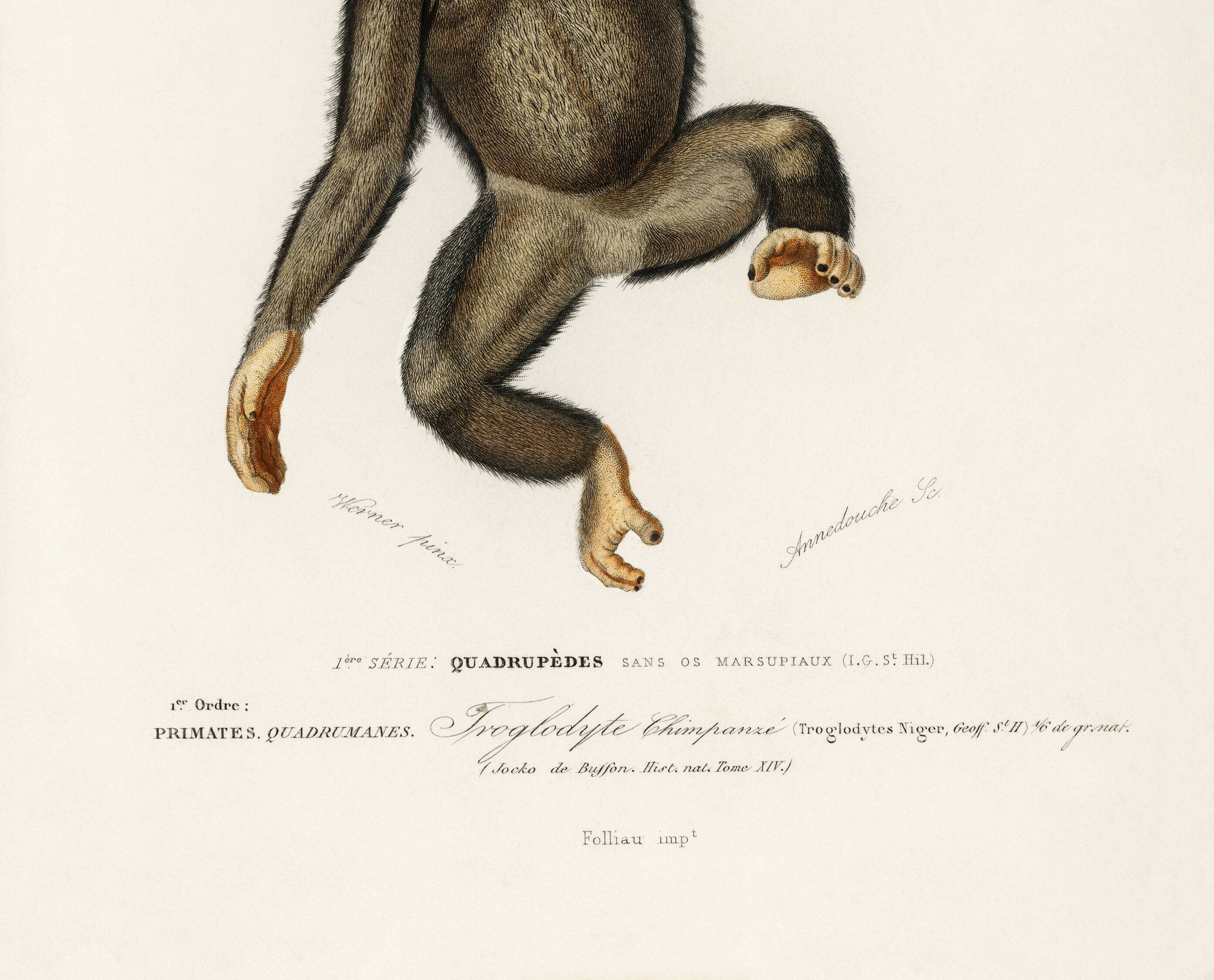 Poster about the chimpanzee, based on an old engraving from 1849.