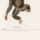Poster about the chimpanzee, based on an old engraving from 1849.