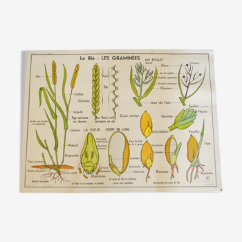 Affiche scolaire botanique Editions MDI