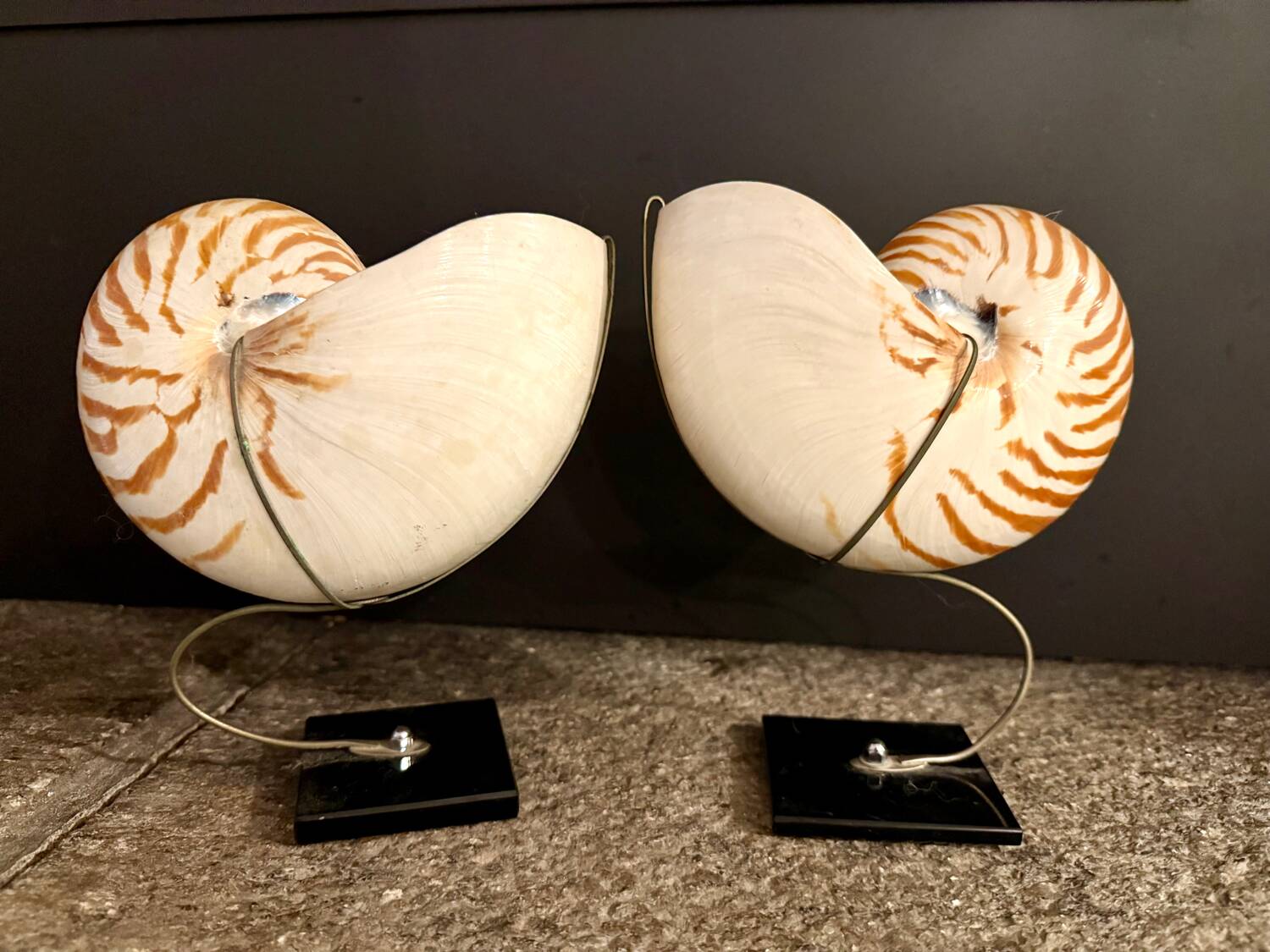 Nautilus Pompilius