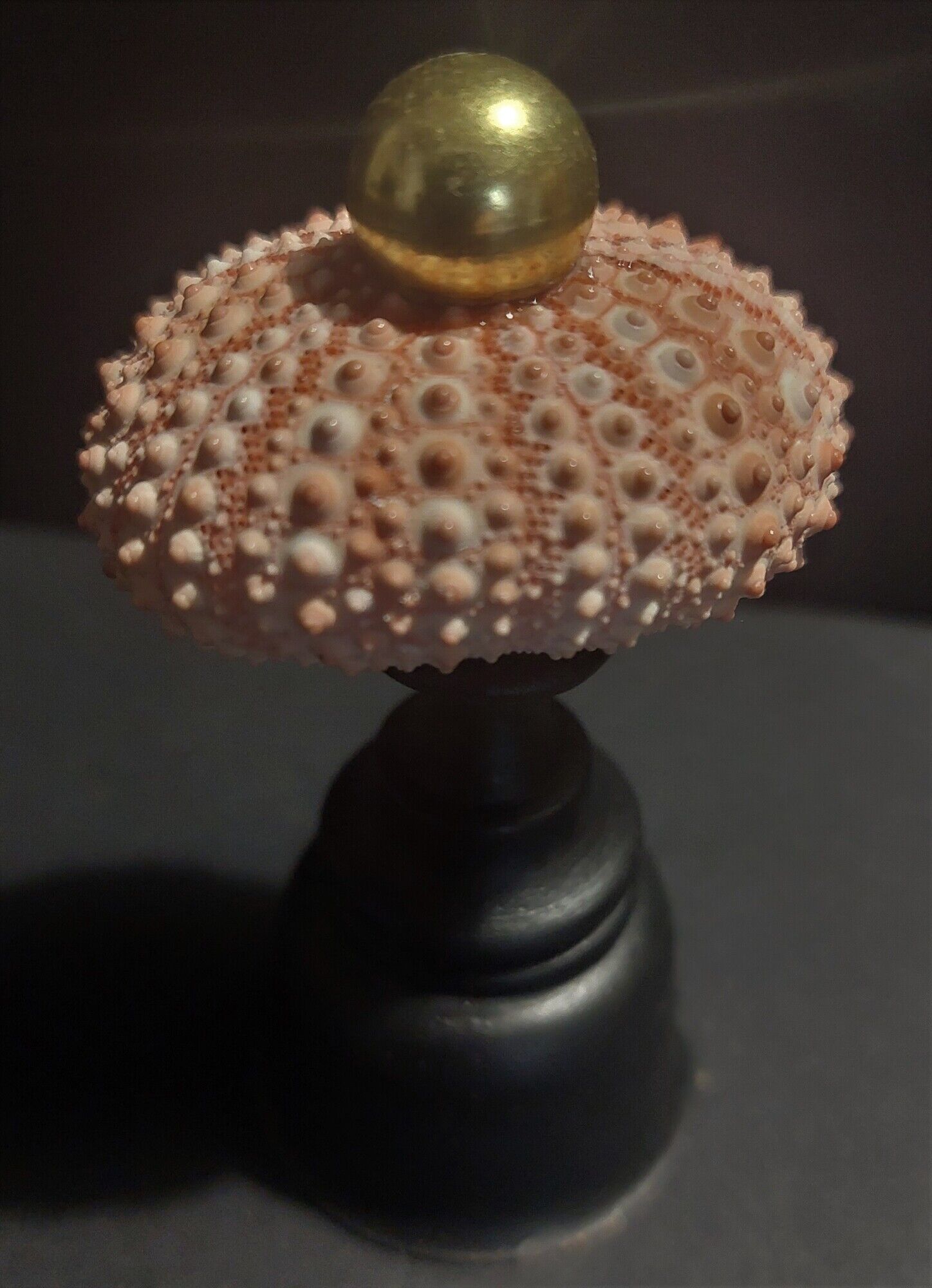Cabinet of Curiosities sea urchin paracentrotus lividus on pedestal