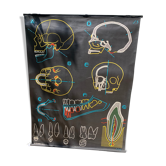 "The skull and the teeth" poster Sougy, Ed. Auzoux