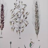 Plant poster based on an 1881 engraving "wheat"