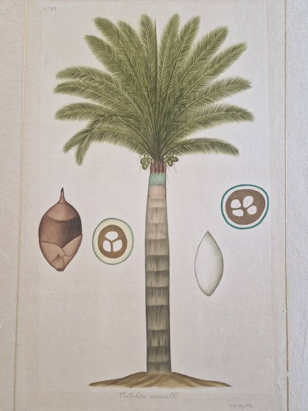 La Roche Laffitte (Born in 1943) - Watercolour drawing on silk - Palm tree