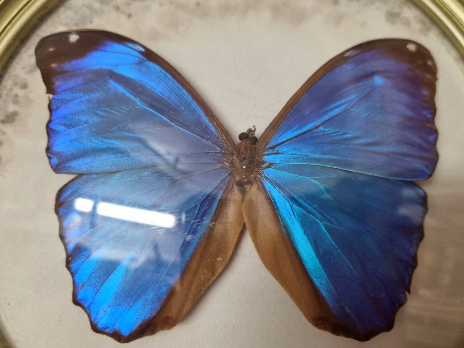 Stuffed butterfly: Blue Morpho