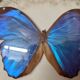 Papillon naturalisé : Morpho bleu