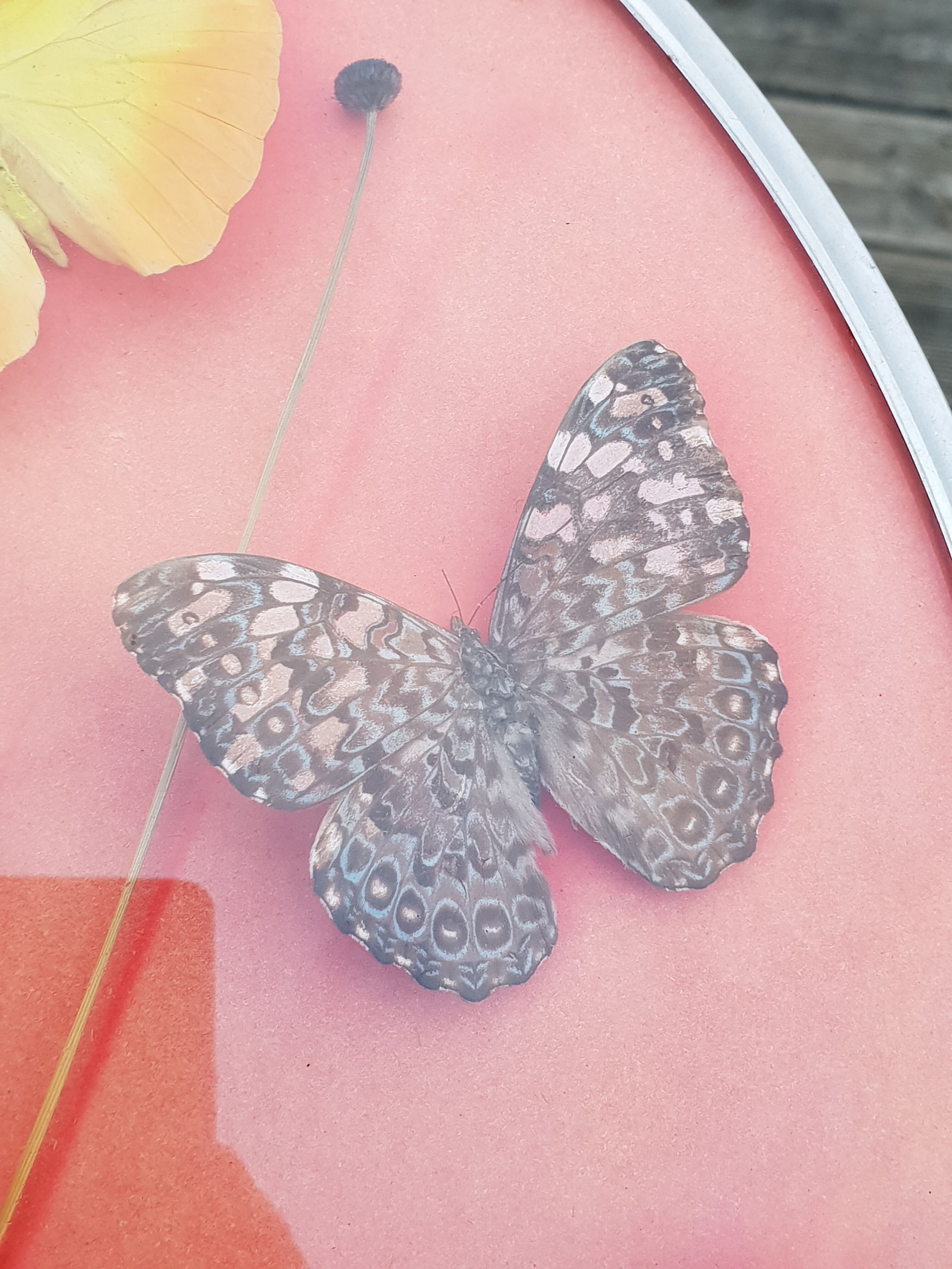 Round frame butterflies naturalized