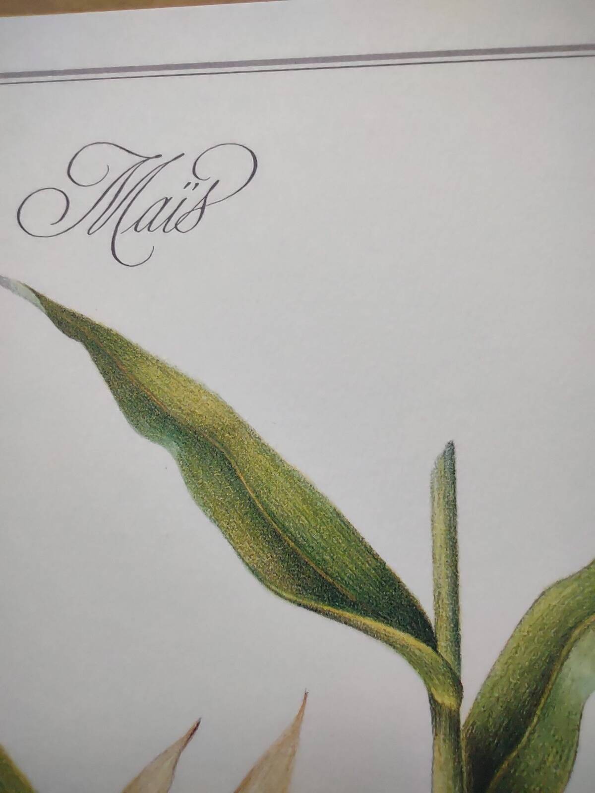 Botanical engraving -Corn- Poster of medicinal plants and herbs by Michaut
