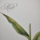 Botanical engraving -Corn- Poster of medicinal plants and herbs by Michaut