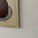 Cardboard poster Cacao