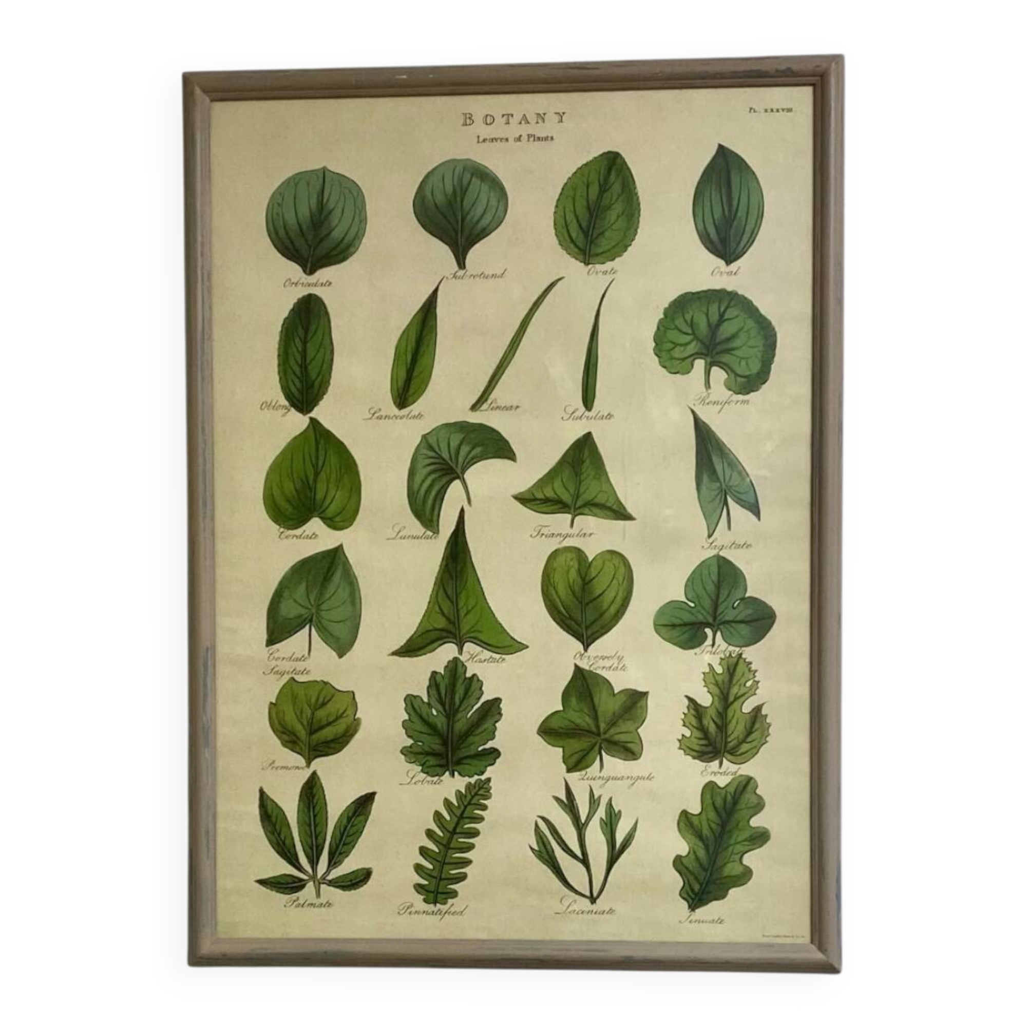 Large shabby chic botanical frame – Vintage poster leaves