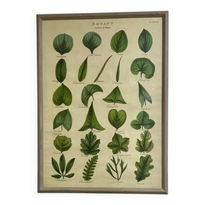 Grand cadre shabby chic botanique – Affiche vintage feuilles