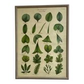 Grand cadre shabby chic botanique – Affiche vintage feuilles
