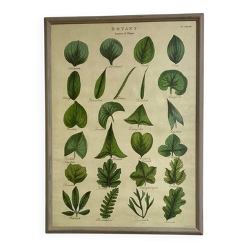 Large shabby chic botanical frame – Vintage poster leaves